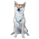 Sticker tagged doge, cute, dog, doggo, funny