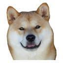 Sticker tagged doge, cute, dog, doggo, funny