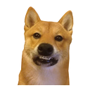 Sticker tagged doge, cute, dog, doggo, funny